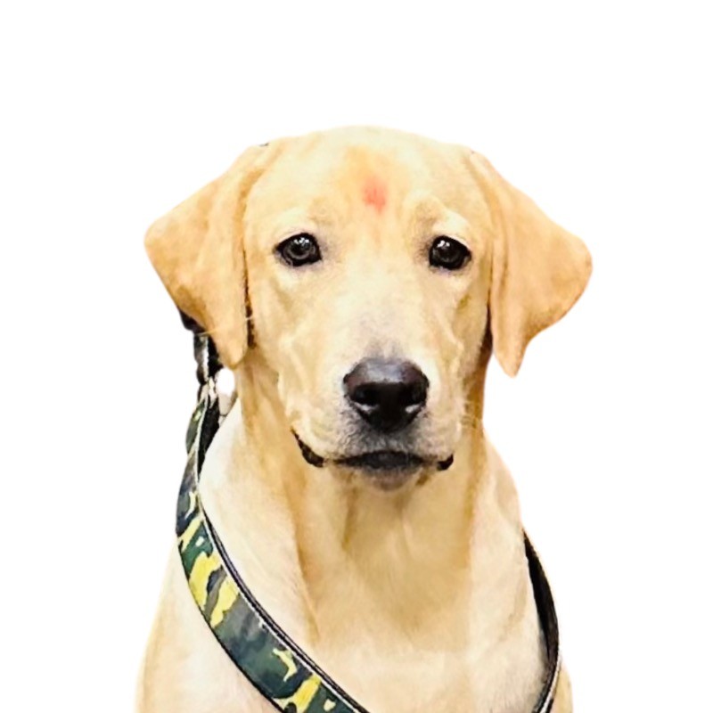 Zuri - Happiness Officer-logo